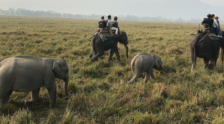 Kaziranga National Park & Brahmaputra River (Assam – 2-Day Plan)